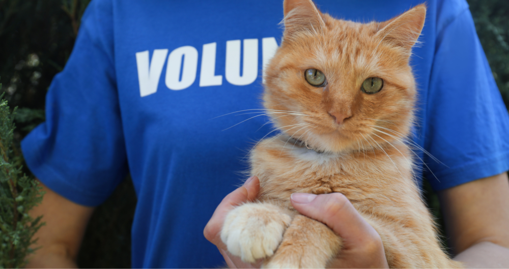 animal business administrator holding a cat