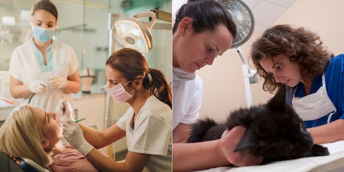 Dental Assistant vs Veterinary Assistant