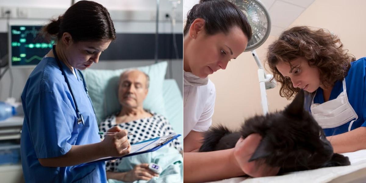 Acute Care Nursing Assistant vs Veterinary Assistant