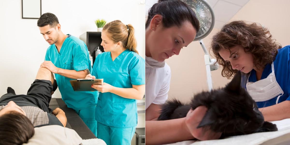 Chiropractic Assistant vs Veterinary Assistant