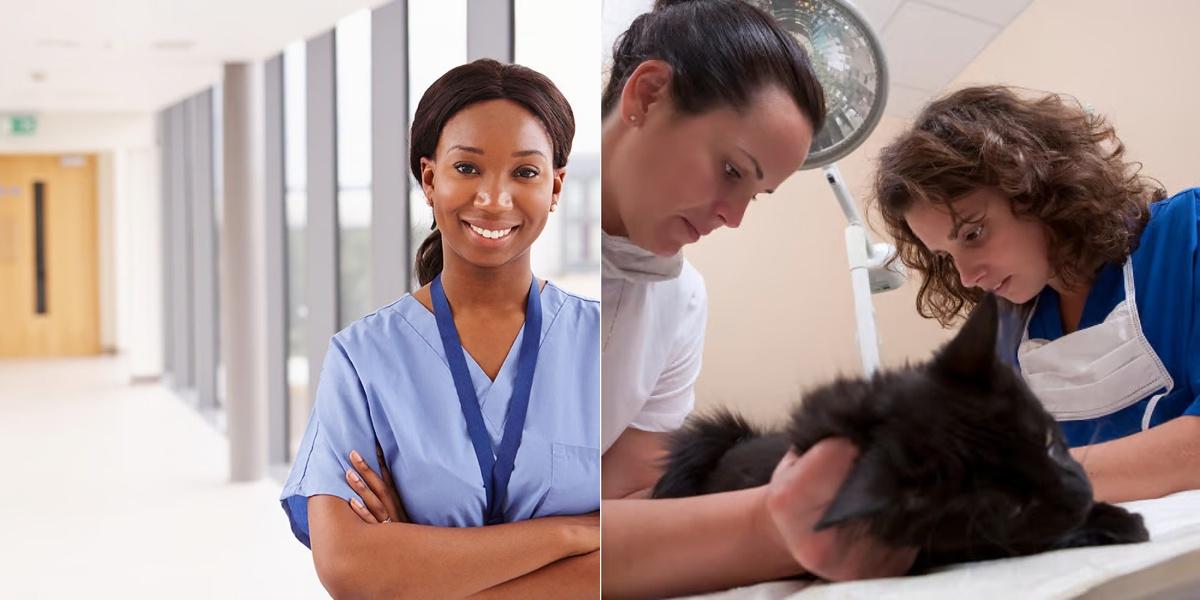 CNA vs Veterinary Assistant