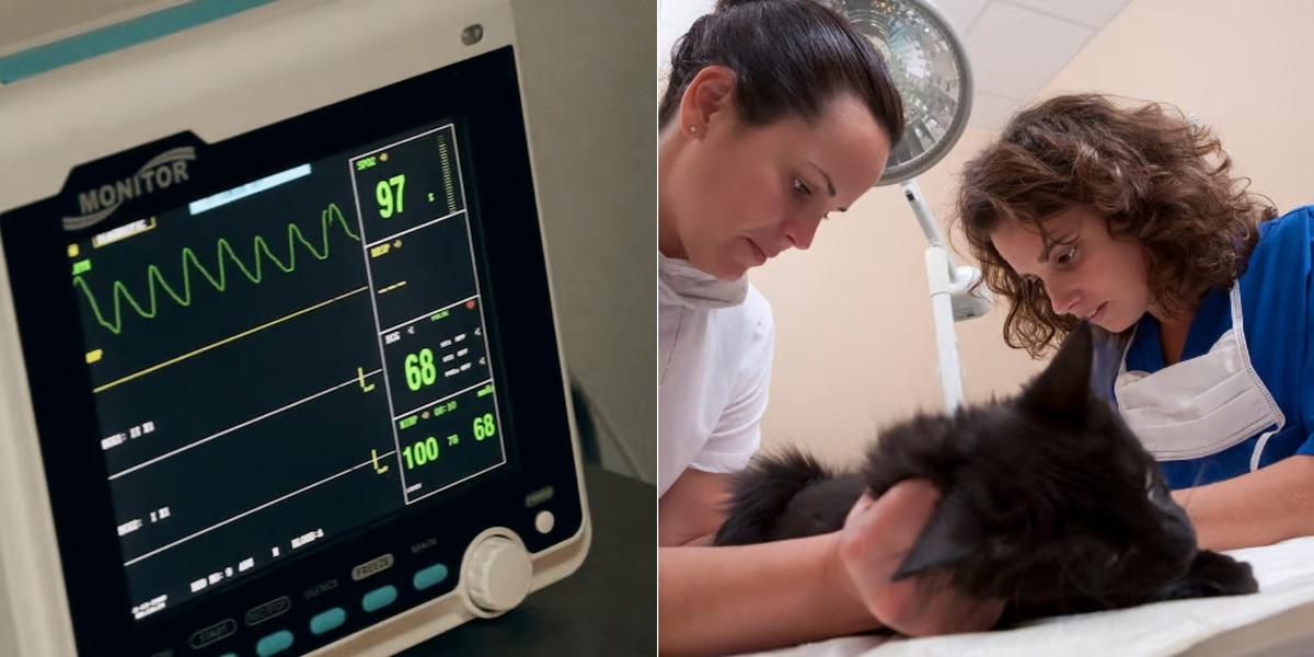 EKG vs Veterinary Assistant
