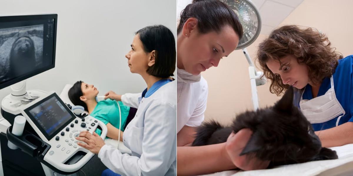Diagnostic Medical Sonographer vs Veterinary Assistant