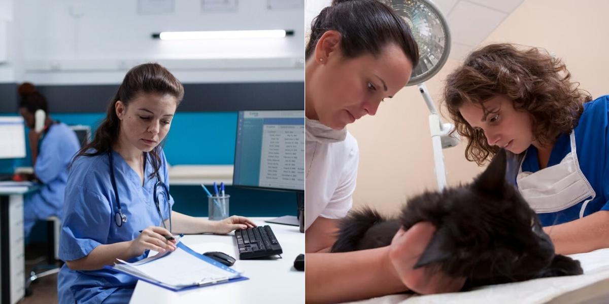 Healthcare Documentation Specialist vs Veterinary Assistant