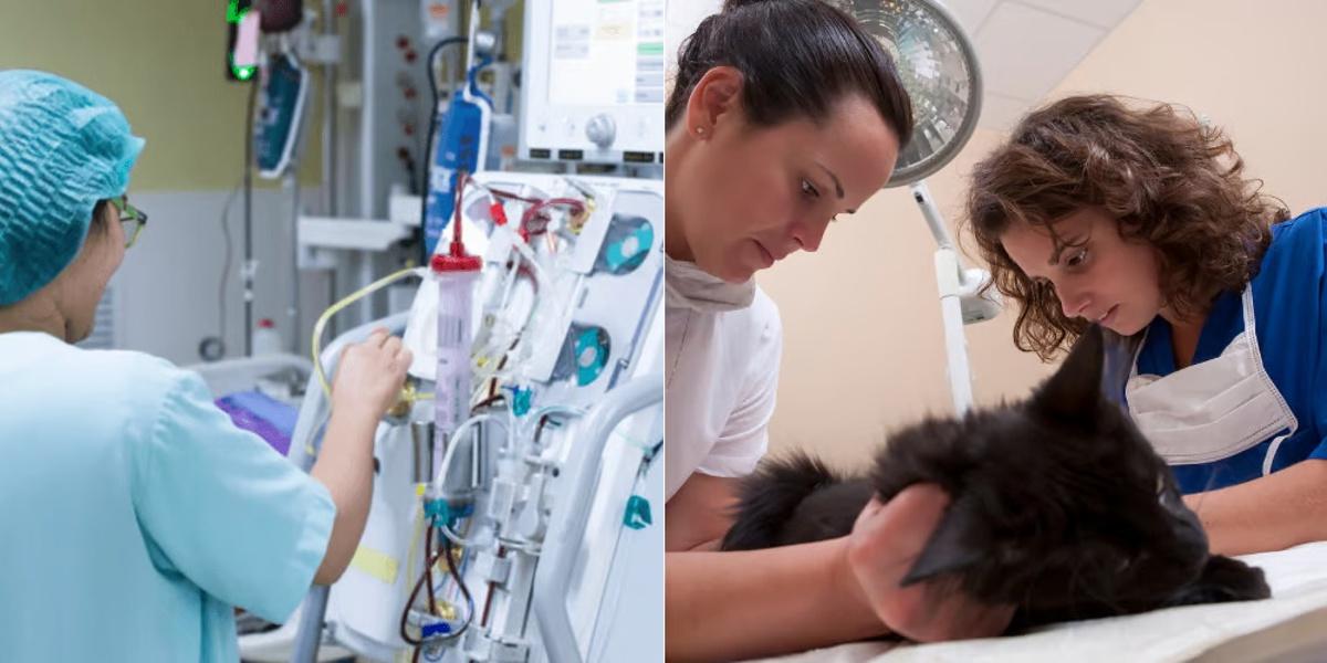 Hemodialysis Technician vs Veterinary Assistant