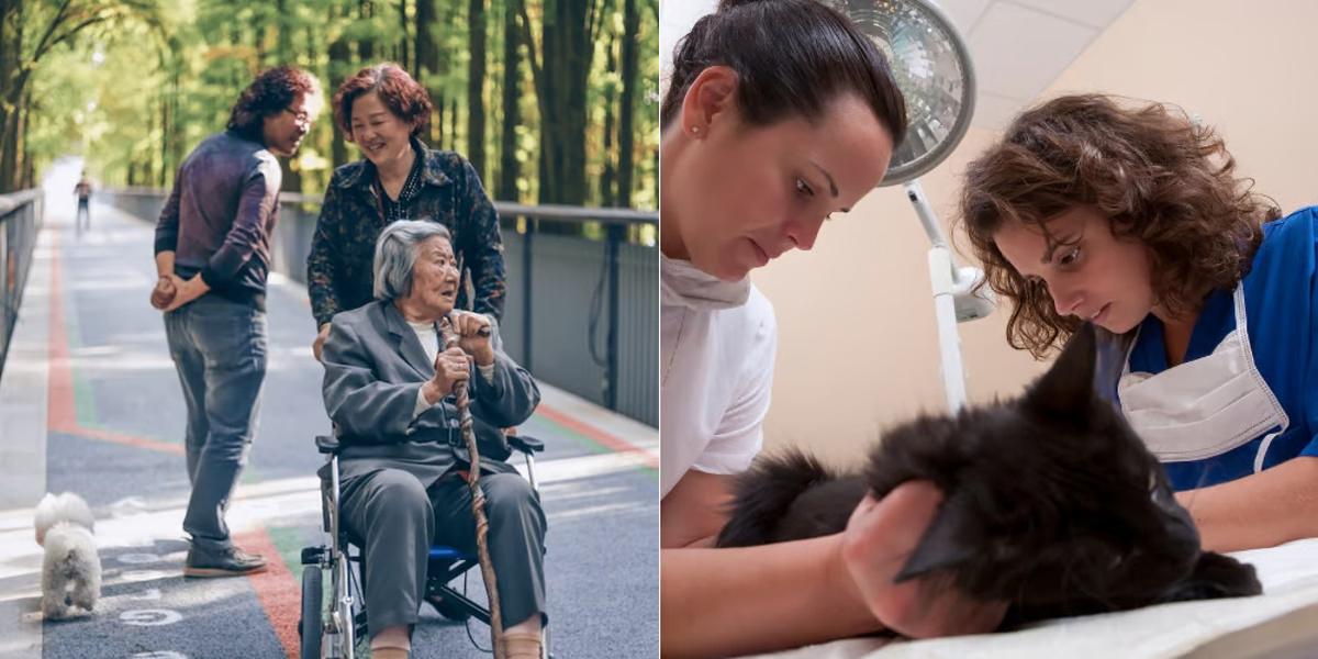 Home Health Aide vs Veterinary Assistant