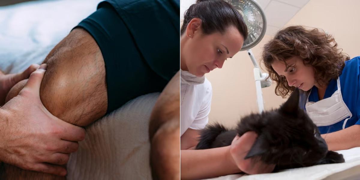 Massage Therapist vs Veterinary Assistant