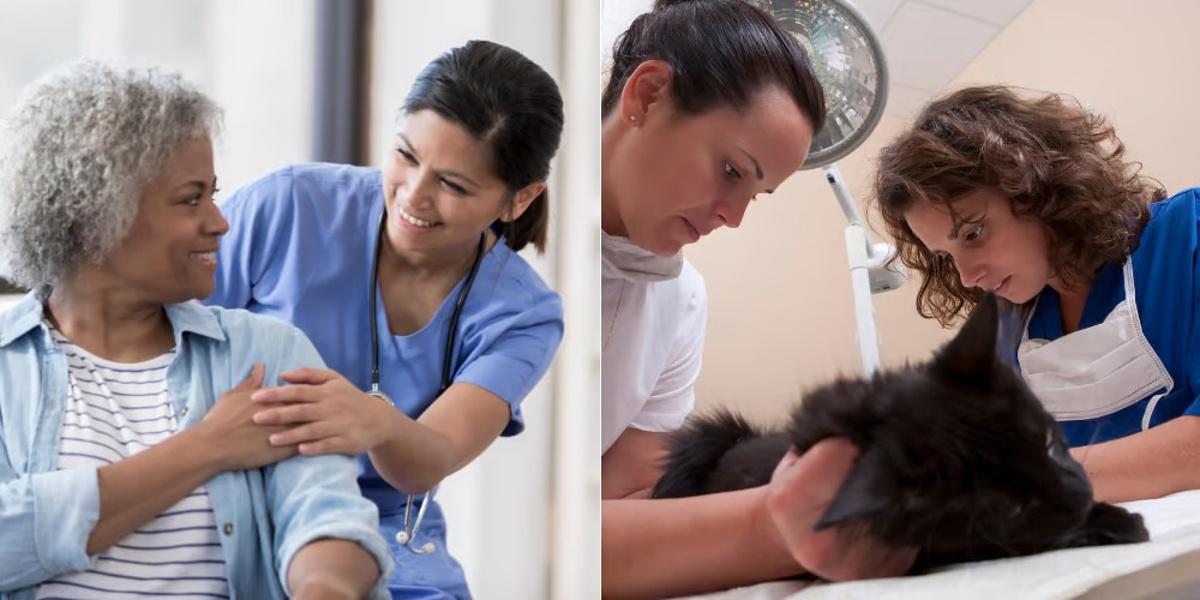 Licensed Vocational Nurse vs Veterinary Assistant