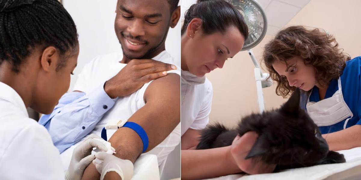 Phlebotomy vs Veterinary Assistant
