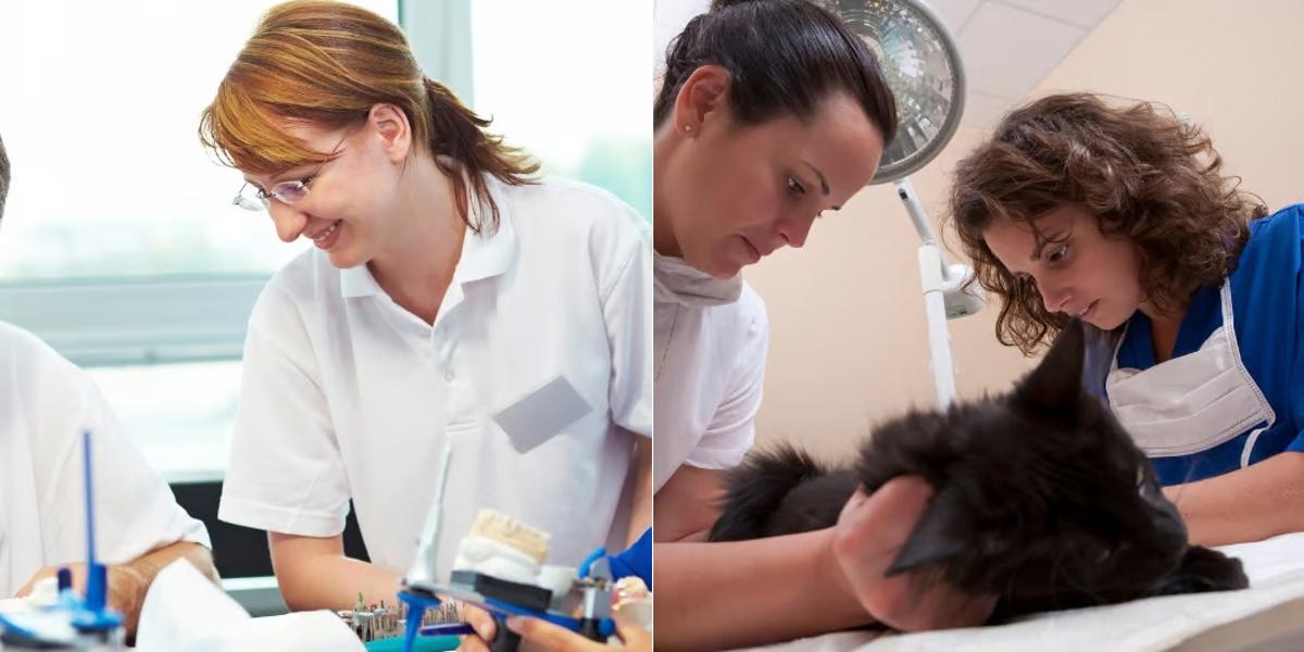 Psychiatric Technician vs Veterinary Assistant