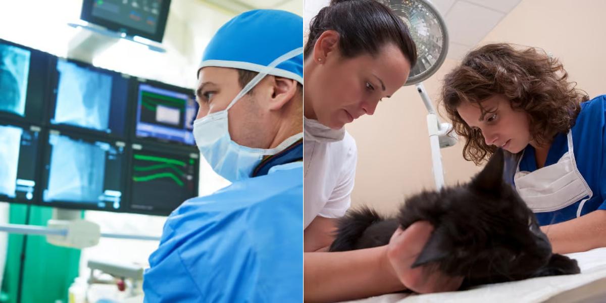 Radiology Technician vs Veterinary Assistant