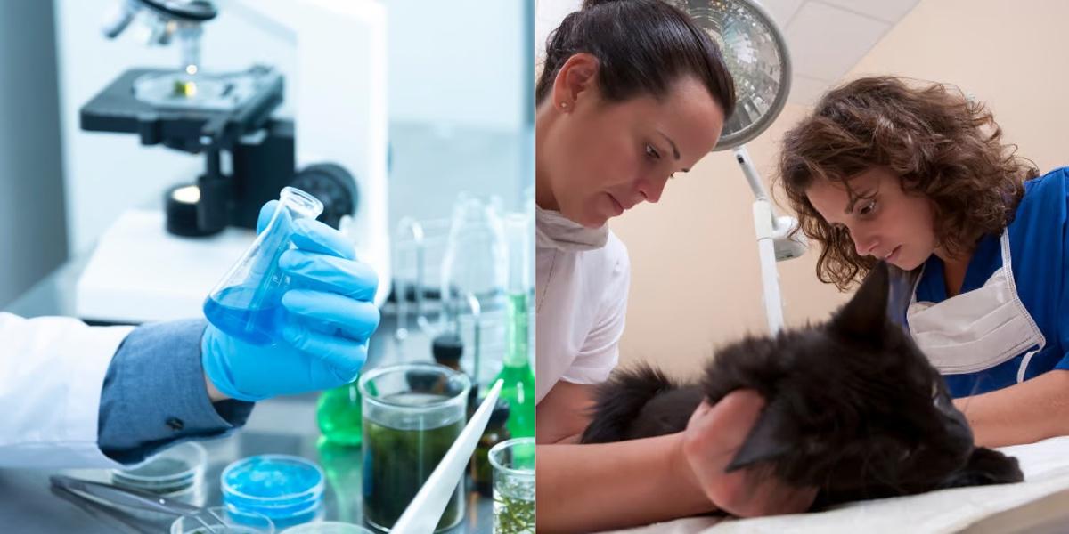 Sterile Processing Technician vs Veterinary Assistant