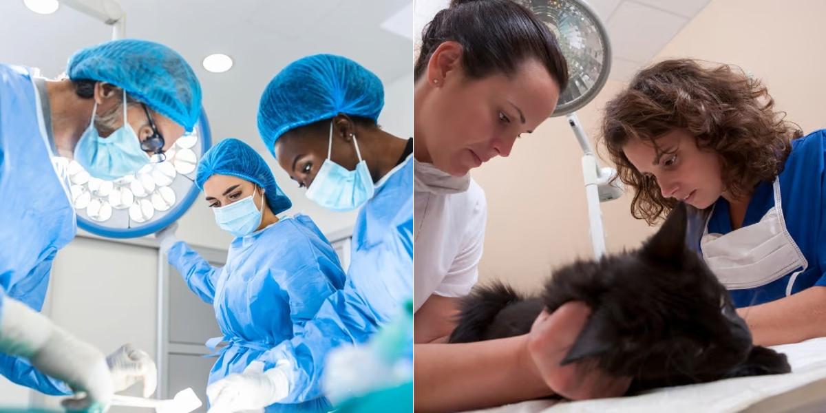 Surgical Technician vs Veterinary Assistant