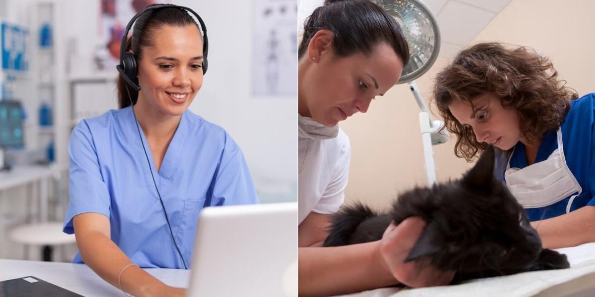 Medical Transcriptionist vs Veterinary Assistant