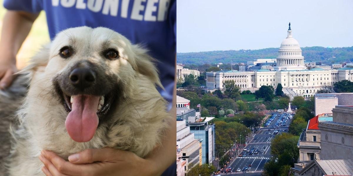 htba_Animal Welfare Administrator_in_District of Columbia