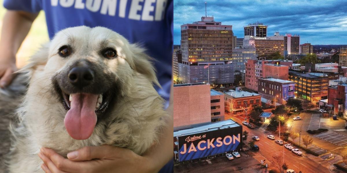 htba_Animal Welfare Administrator_in_Mississippi